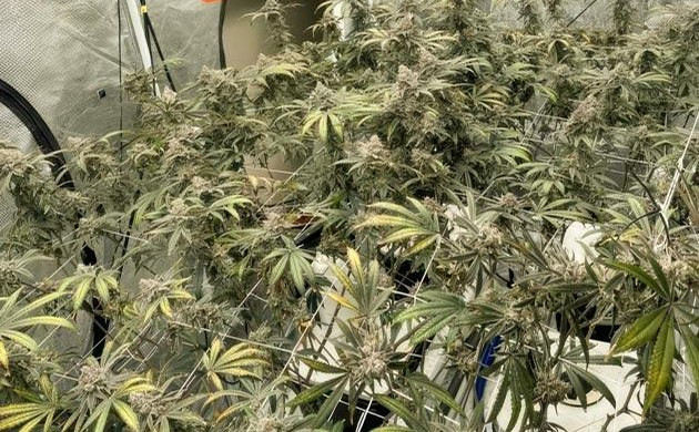 Grow Diary Grow diary hero