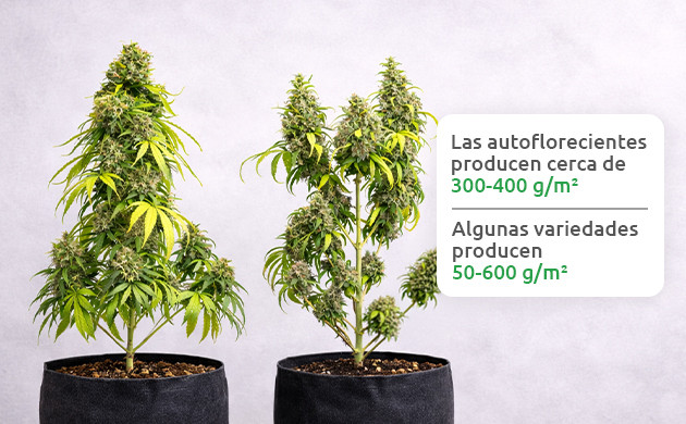 cuanto rinden las autoflorecientes