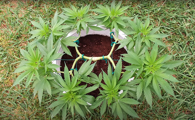 mainlining cannabis outdoors