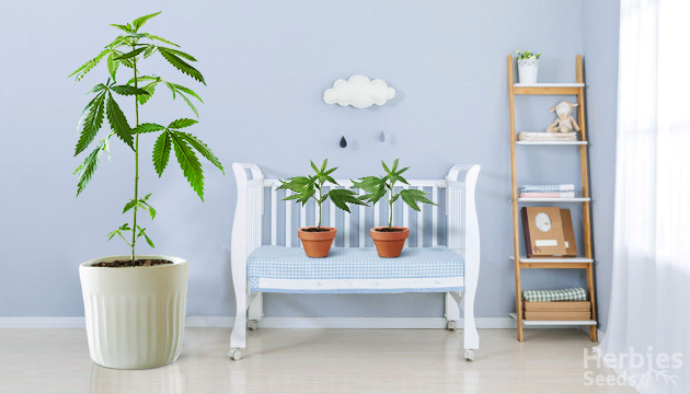 plantes mères de marijuana