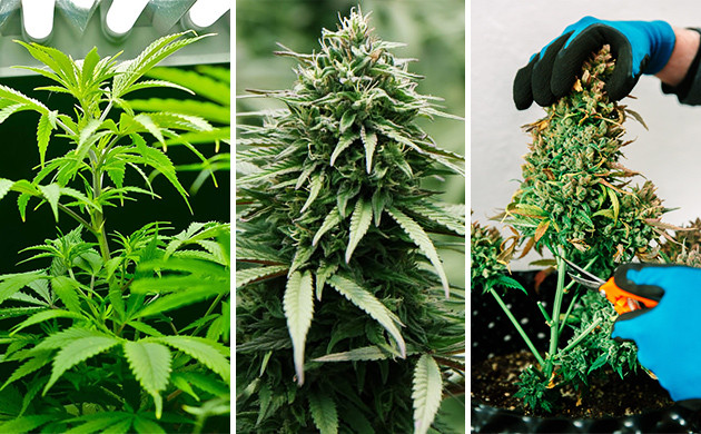 comment faire pousser du cannabis