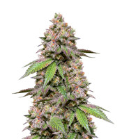 DDoS #33 (Herbies Seeds)