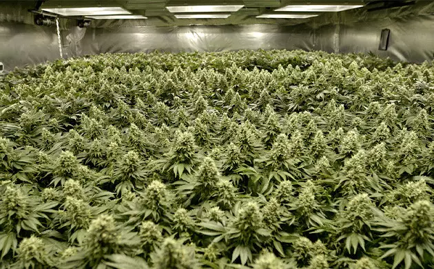 Weed Growing Space