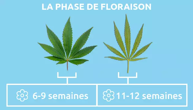 Indica vs Sativa : la phase de floraison