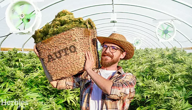 graine autofloraison les plus productive