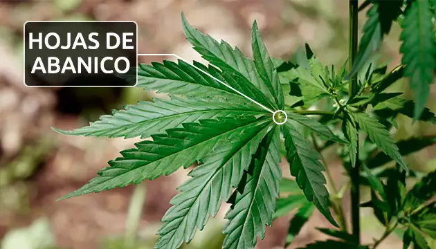 fotos de hojas de marihuana