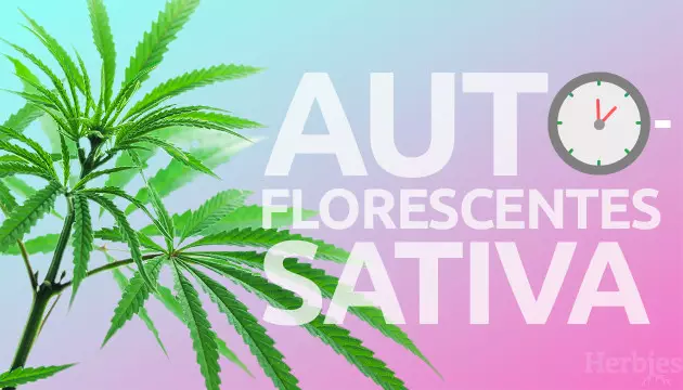 semi sativa autofiorenti