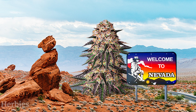 cannabis seeds in Nevada