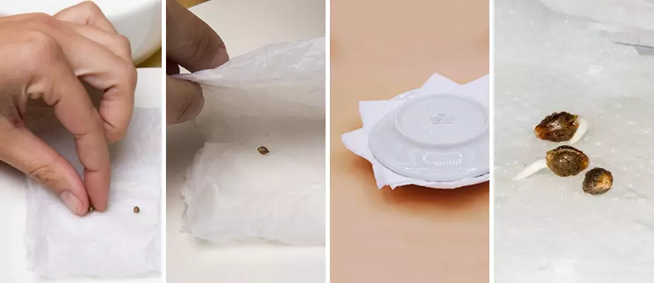 Germinando sementes feminizadas de maconha