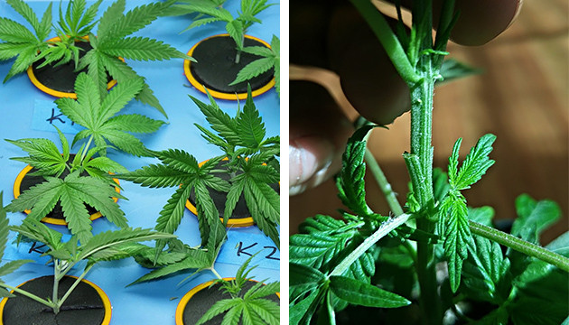 greffage de plantes de marijuana