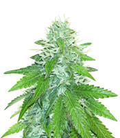 Green Ninja (Heavyweight Seeds)