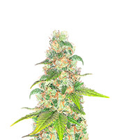 Lord Kush Early Version (Delicious Seeds)