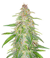 Mandarin Thuggee (AlphaFem Seeds)