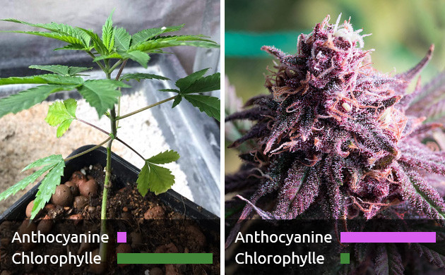 chlorophylle/anthocyanine