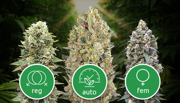 auto fem strains