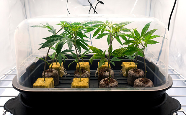 how to clone cannabis in water