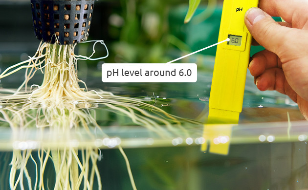 utilizing cal-mag in hydroponic systems