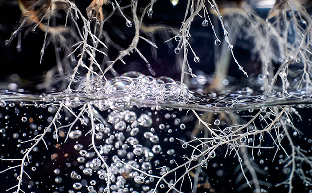how to flush hydroponic plants