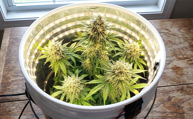 Switch to flowering early space bucket grow