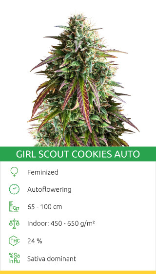 girl scout cookies auto