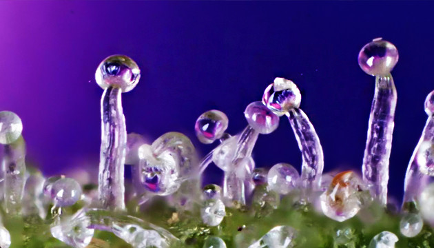 Que signifient les trichomes transparents?