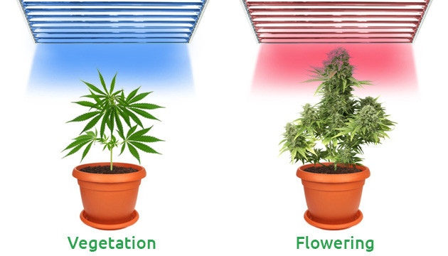 Best cheap grow lights deals for weed