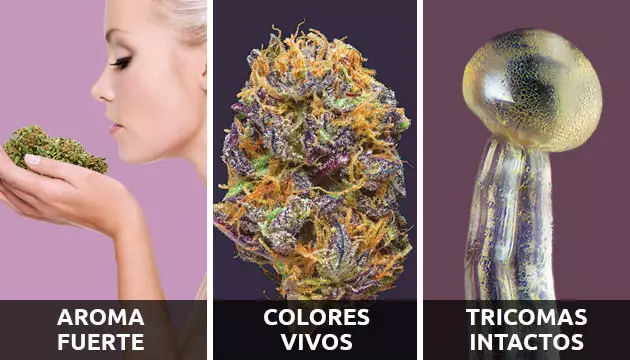 cogollos de marihuana