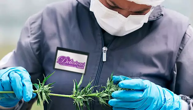 delicious seeds cannabis seedbank