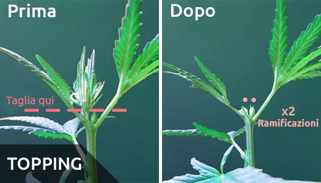topping
