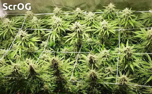 coltivazione cannabis