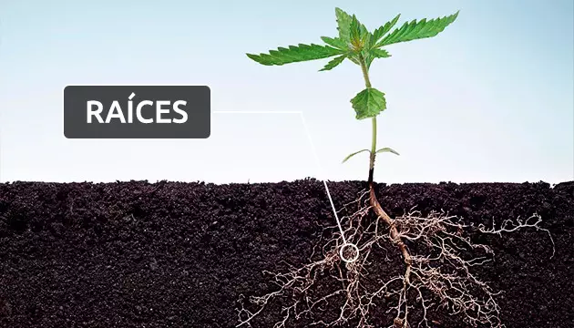 partes de la planta de marihuana