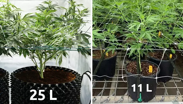 cannabis en scrog