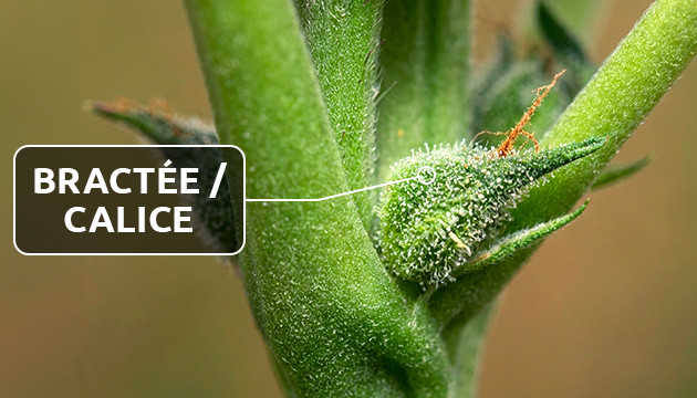 pistil de cannabis
