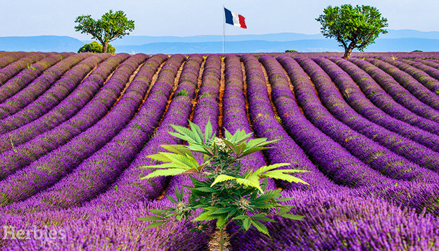 Cultiver du cannabis en extérieur en France