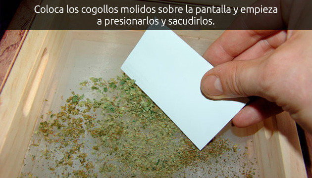 extraccion de polen marihuana