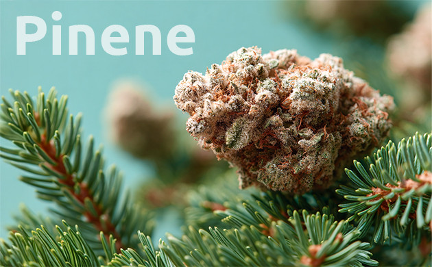 what Is pinene?