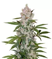 Buy Girl Scout Cookies Auto (Cookies Auto) feminized seeds by Fast Buds Girl Scout Cookies Auto (Cookies Auto) (Fast Buds)