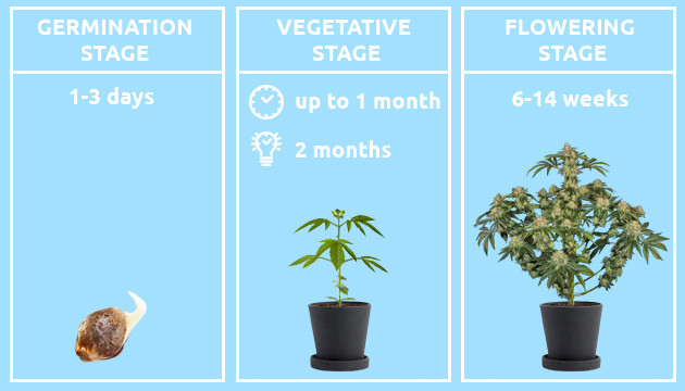 how long does it take to grow a marijuana plant