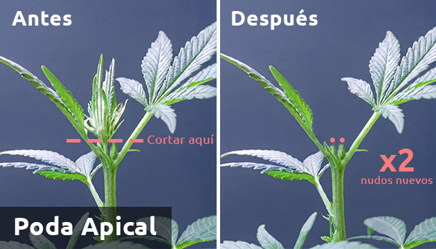 La poda apical o el Topping
