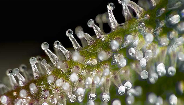 cannabis trichomes