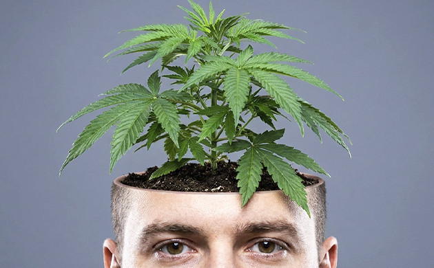 Myth: marijuana kills brain cells marijuana myths and facts