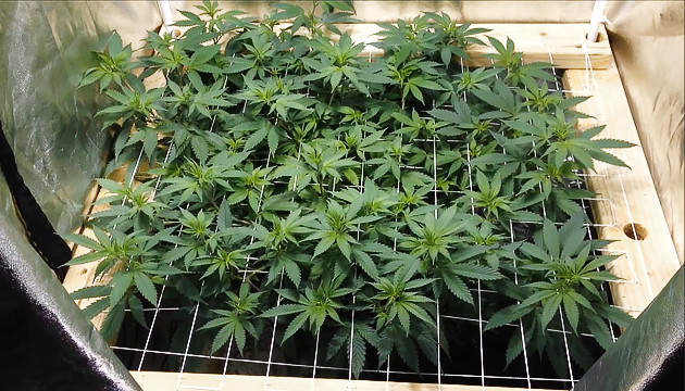 Combien de plants de cannabis peut-on cultiver au mètre carré