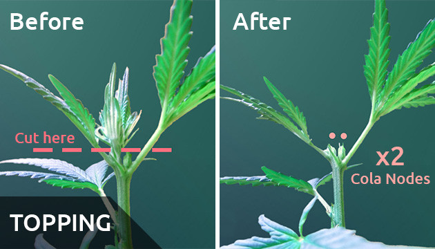 how to get bigger buds in flowering stage