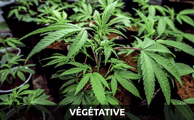 croissance cannabis autofloraison