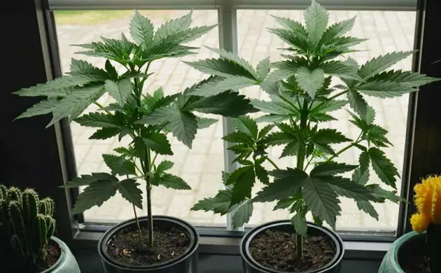 culture cannabis autofloraison interieur