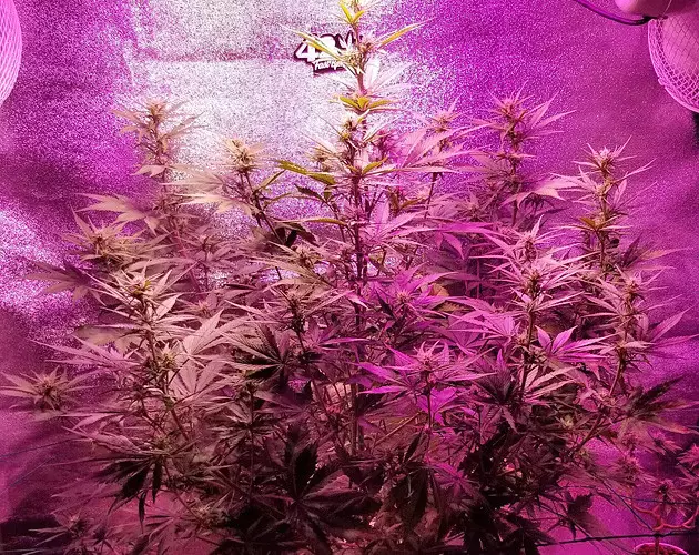 Granddaddy Purple grow journal