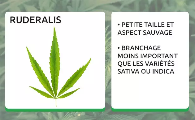 feuille de canabise rudelaris