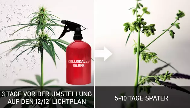 kolloidales Silber für Cannabis