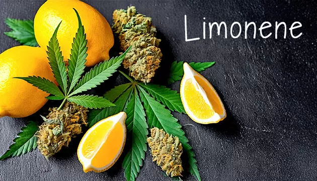 widespread marijuana terpenes