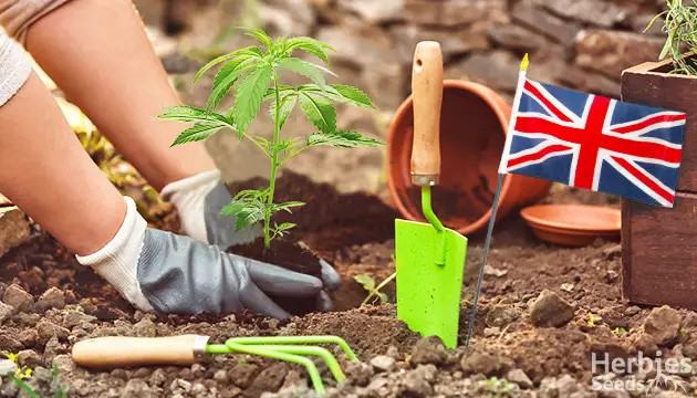 growing cannabis outdoors in the UK